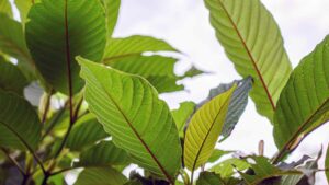 green borneo kratom