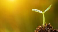 kratom seeds