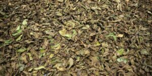 gold vein kratom strain
