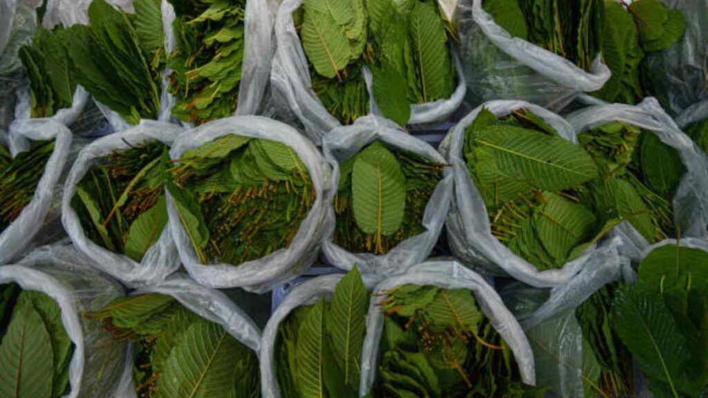 kratom pronunciation