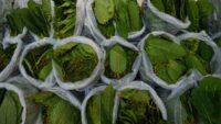 kratom pronunciation