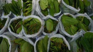 kratom pronunciation
