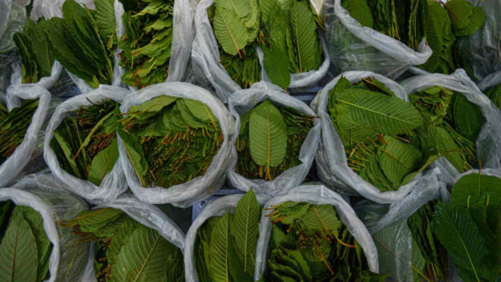 kratom pronunciation