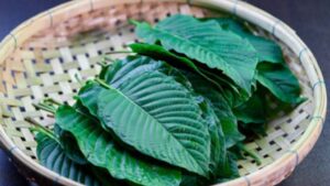 kratom side effects